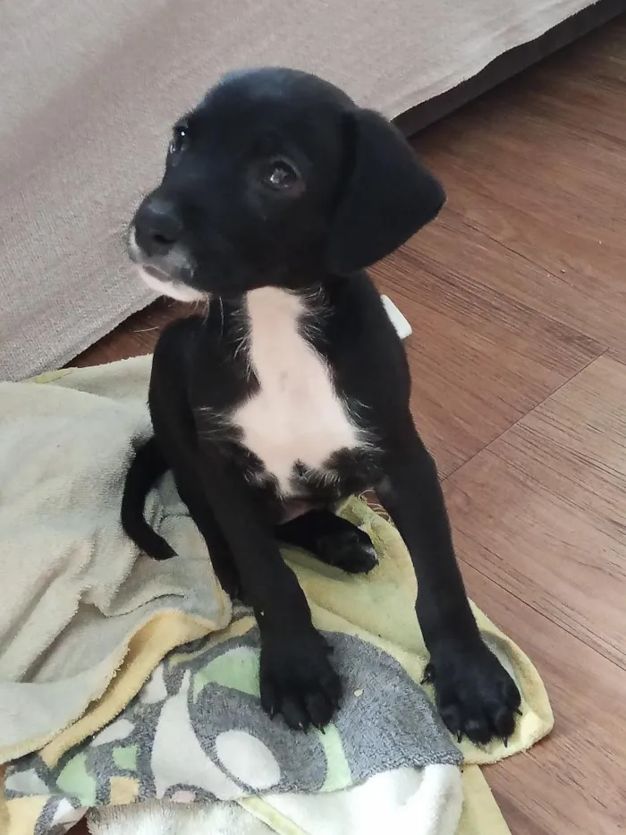 Cachorro raça SRD-ViraLata idade Abaixo de 2 meses nome não tem