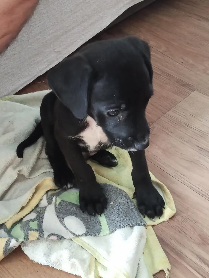 Cachorro raça SRD-ViraLata idade Abaixo de 2 meses nome não tem