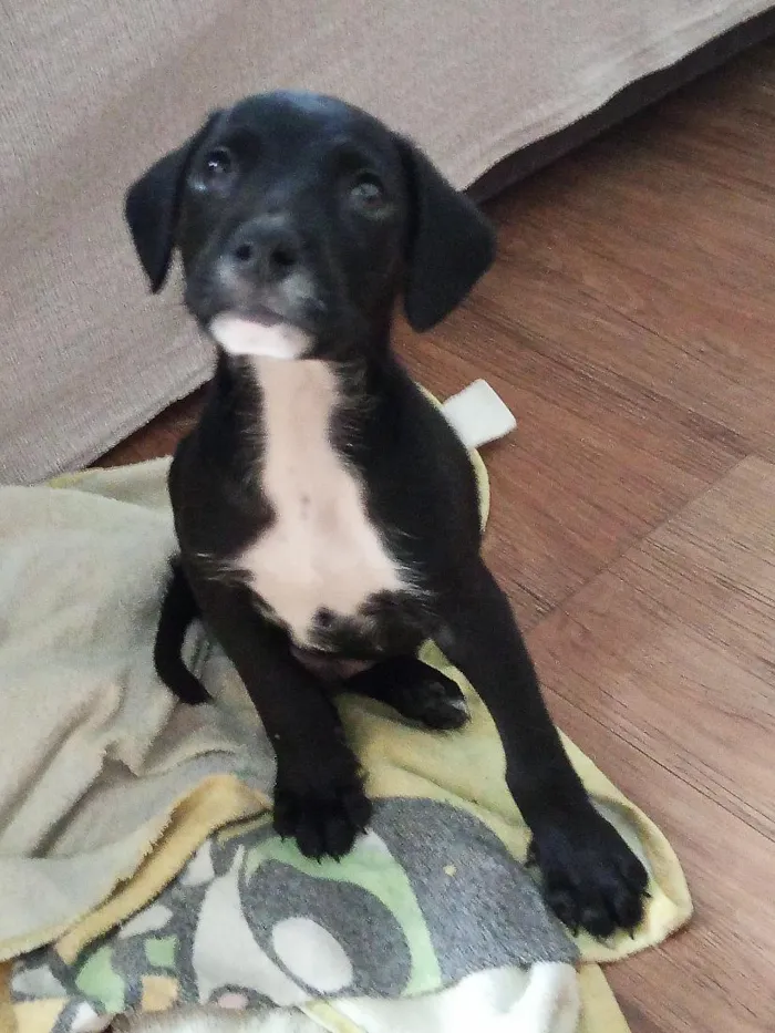 Cachorro raça SRD-ViraLata idade Abaixo de 2 meses nome não tem