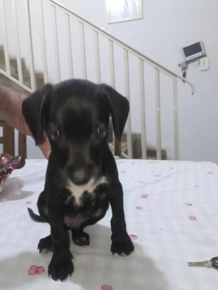 Cachorro raça SRD-ViraLata idade Abaixo de 2 meses nome não tem