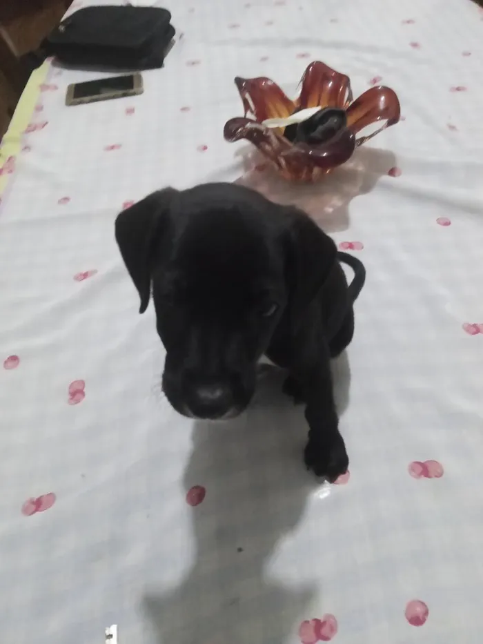 Cachorro raça SRD-ViraLata idade Abaixo de 2 meses nome não tem