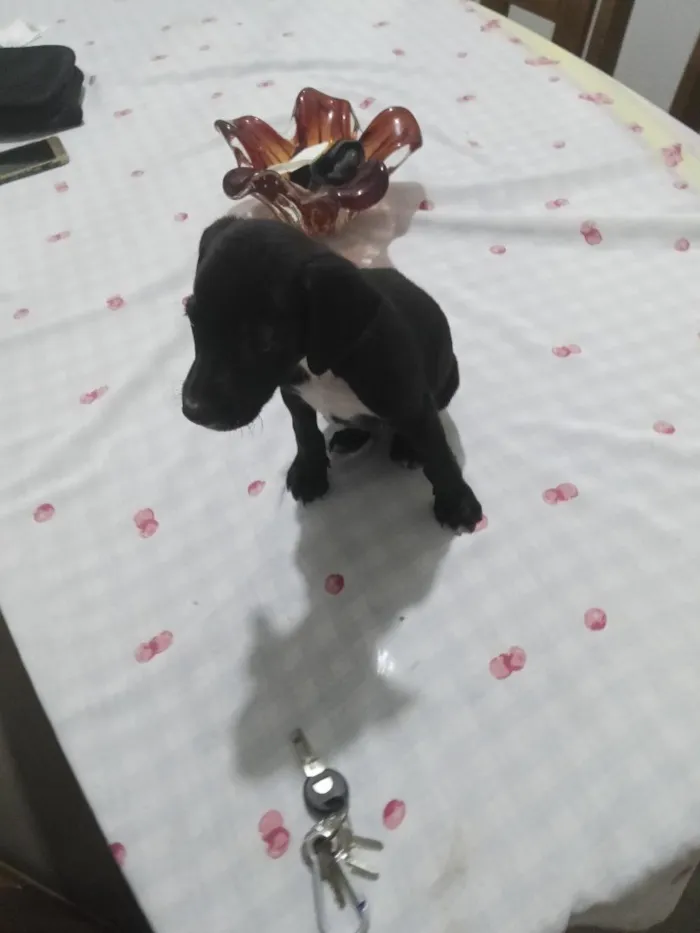 Cachorro raça SRD-ViraLata idade Abaixo de 2 meses nome não tem