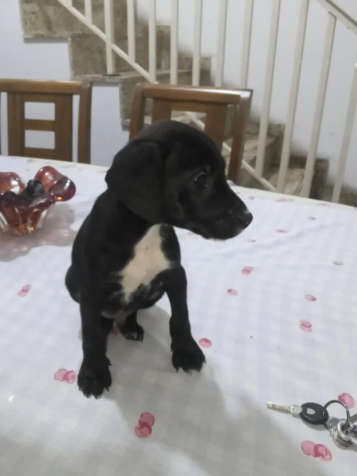 Cachorro raça SRD-ViraLata idade Abaixo de 2 meses nome não tem