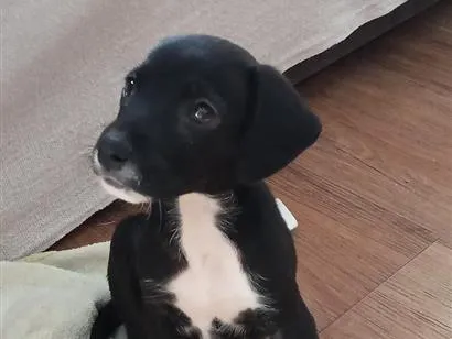Cachorro raça SRD-ViraLata idade Abaixo de 2 meses nome não tem