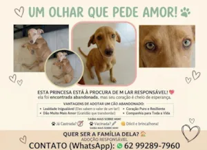 Cachorro raça SRD-ViraLata idade 2 a 6 meses nome Lupita
