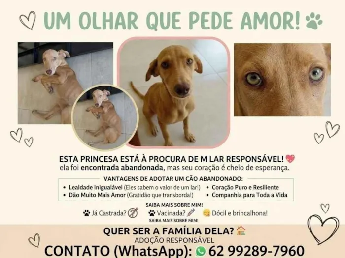 Cachorro raça SRD-ViraLata idade 2 a 6 meses nome Lupita