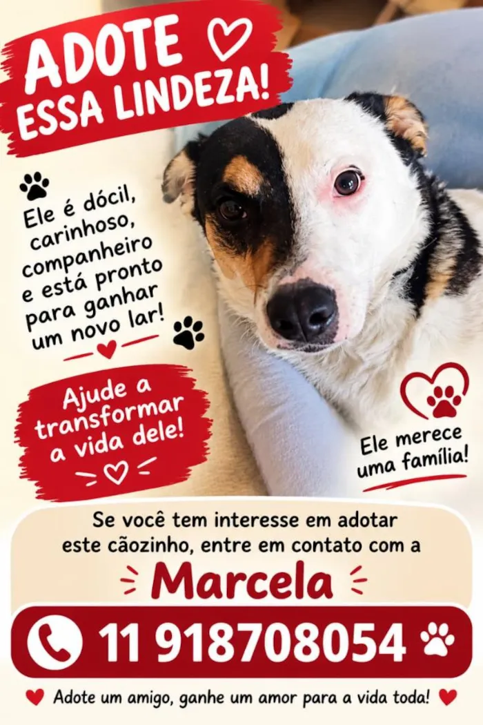 Cachorro raça SRD-ViraLata idade 2 anos nome Max 