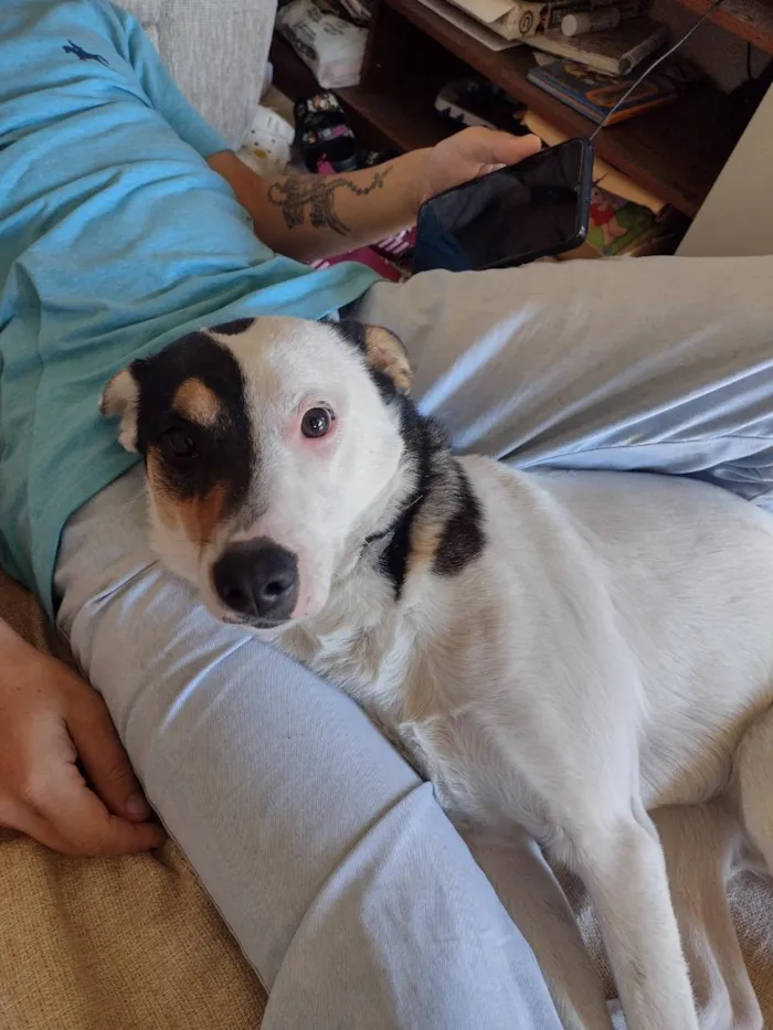Cachorro raça SRD-ViraLata idade 2 anos nome Max 