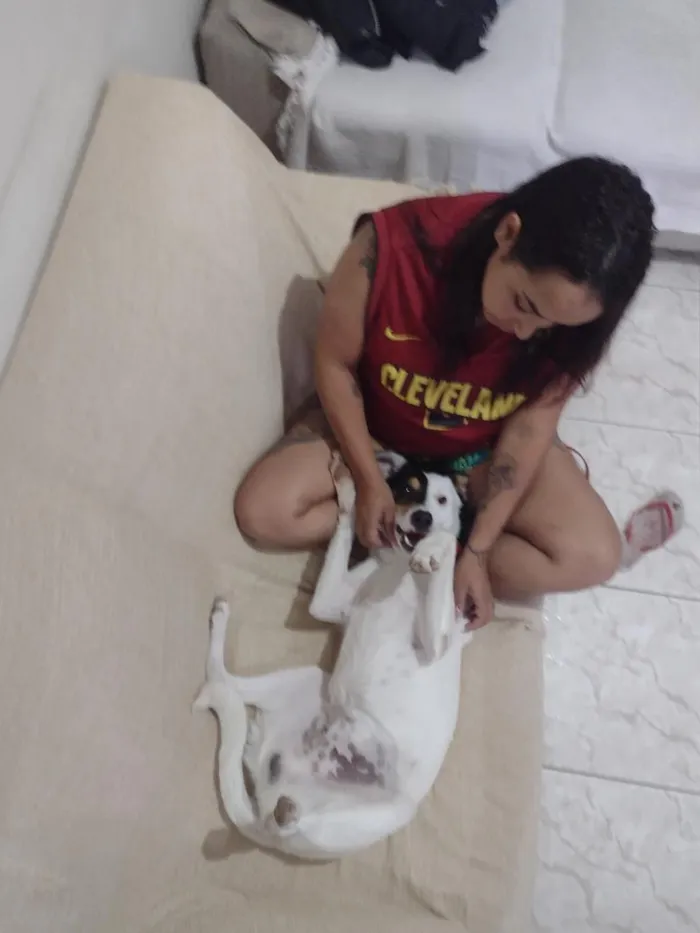 Cachorro raça SRD-ViraLata idade 2 anos nome Max 