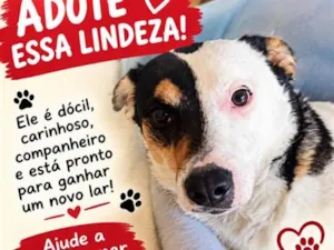 Cachorro raça SRD-ViraLata idade 2 anos nome Max 