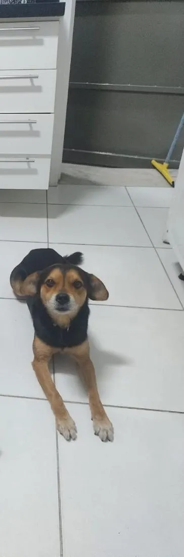 Cachorro raça SRD-ViraLata idade 6 ou mais anos nome Will