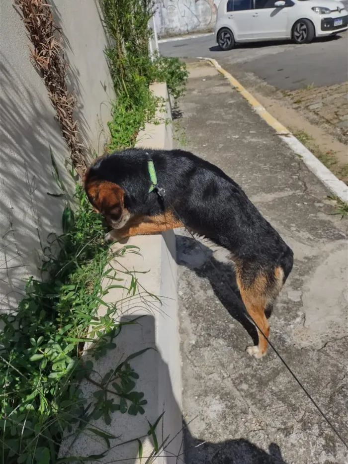 Cachorro raça SRD-ViraLata idade 6 ou mais anos nome Will
