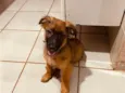 Theodoro