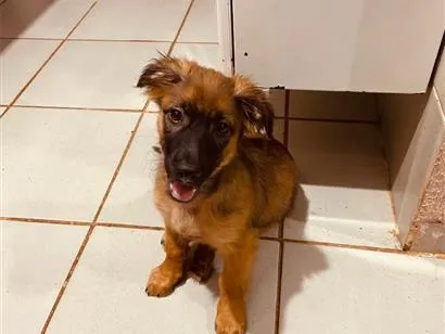 Cachorro raça Pastor Alemão idade 2 a 6 meses nome Theodoro