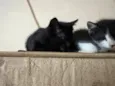 Fiorella e Pimenta 