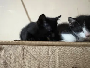 Gato raça SRD-ViraLata idade 2 a 6 meses nome Fiorella e Pimenta 