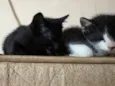 Fiorella e Pimenta 