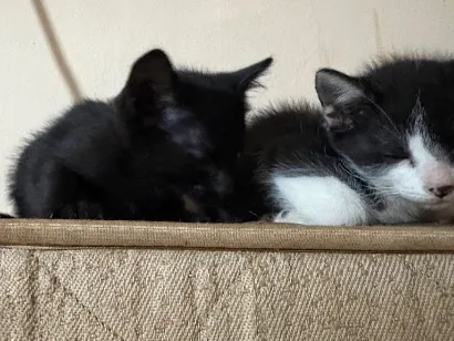 Gato raça SRD-ViraLata idade 2 a 6 meses nome Fiorella e Pimenta 