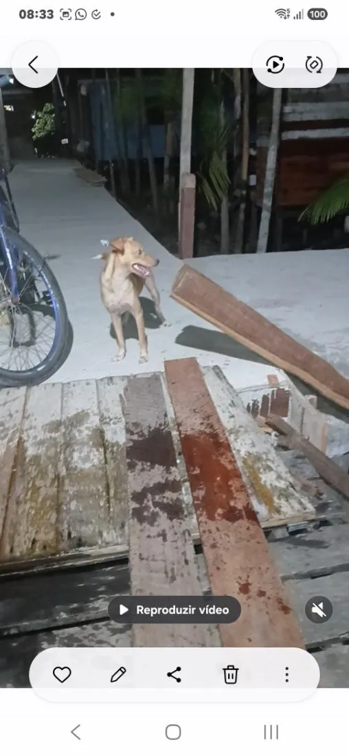 Cachorro raça SRD-ViraLata idade 1 ano nome estrela