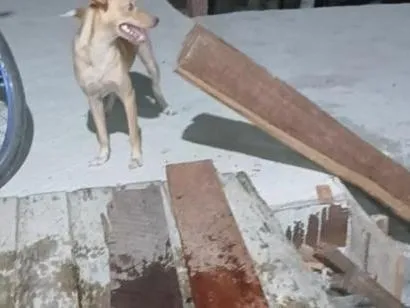 Cachorro raça SRD-ViraLata idade 1 ano nome estrela