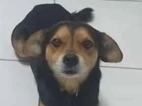 Cachorro raça SRD-ViraLata idade 6 ou mais anos nome Will