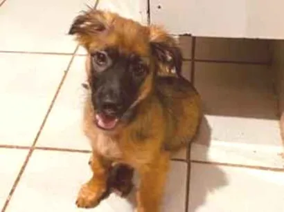 Cachorro raça Pastor Alemão idade 2 a 6 meses nome Theodoro
