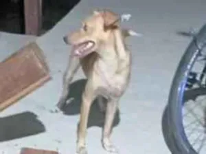 Cachorro raça SRD-ViraLata idade 1 ano nome estrela