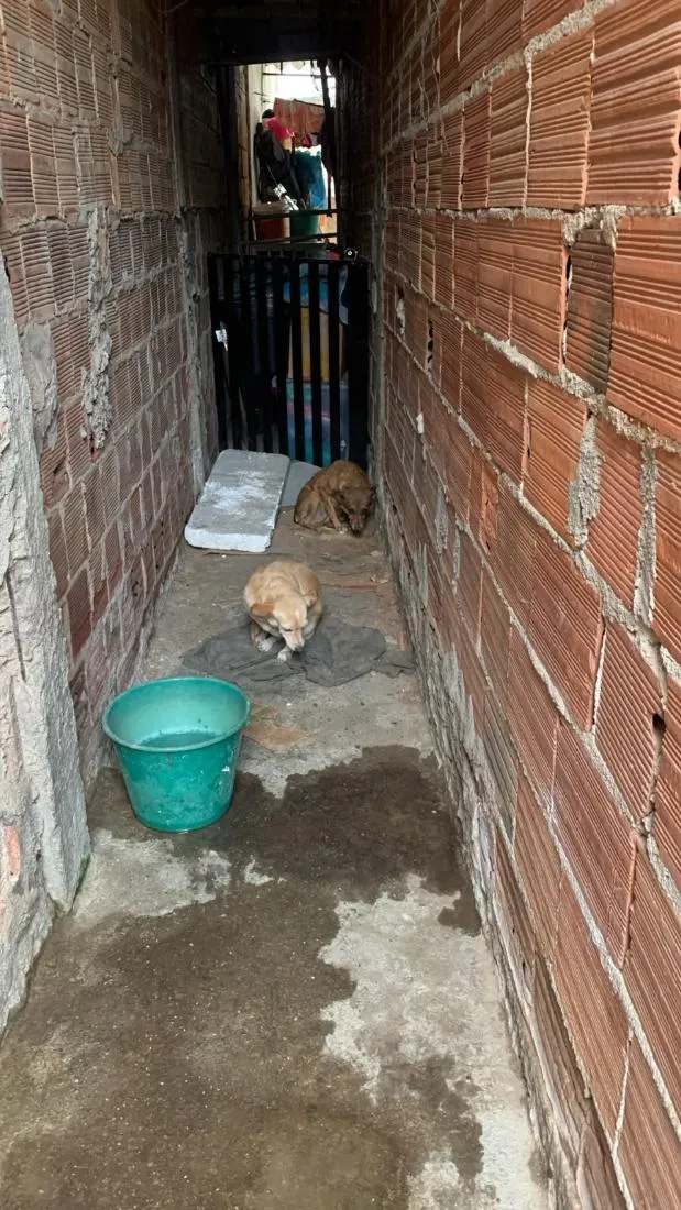 Cachorro raça SRD-ViraLata idade 6 ou mais anos nome lisa e lus
