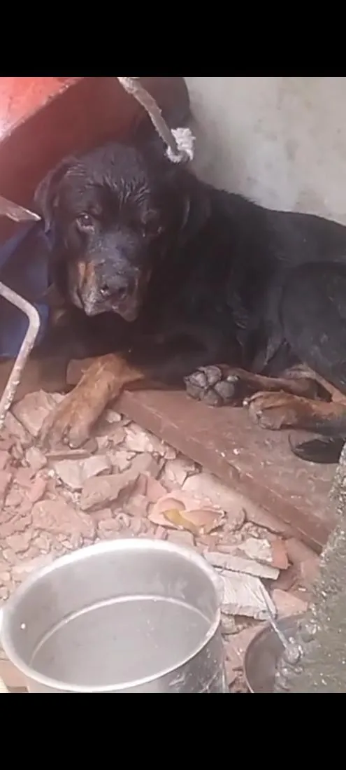Cachorro raça Rottweiler idade 4 anos nome Bruce 