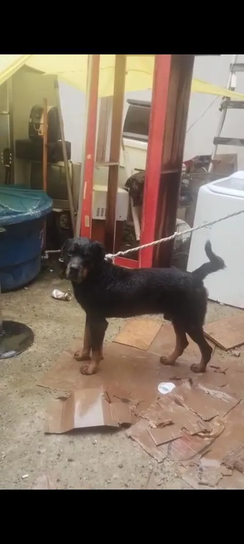 Cachorro raça Rottweiler idade 4 anos nome Bruce 