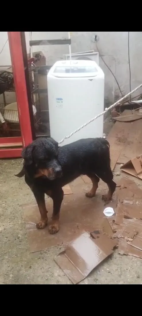 Cachorro raça Rottweiler idade 4 anos nome Bruce 
