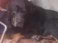 Bruce 