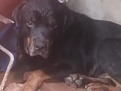 Cachorro raça Rottweiler idade 4 anos nome Bruce 