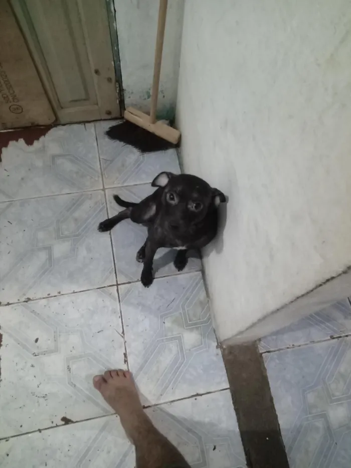 Cachorro raça SRD-ViraLata idade 2 a 6 meses nome panck