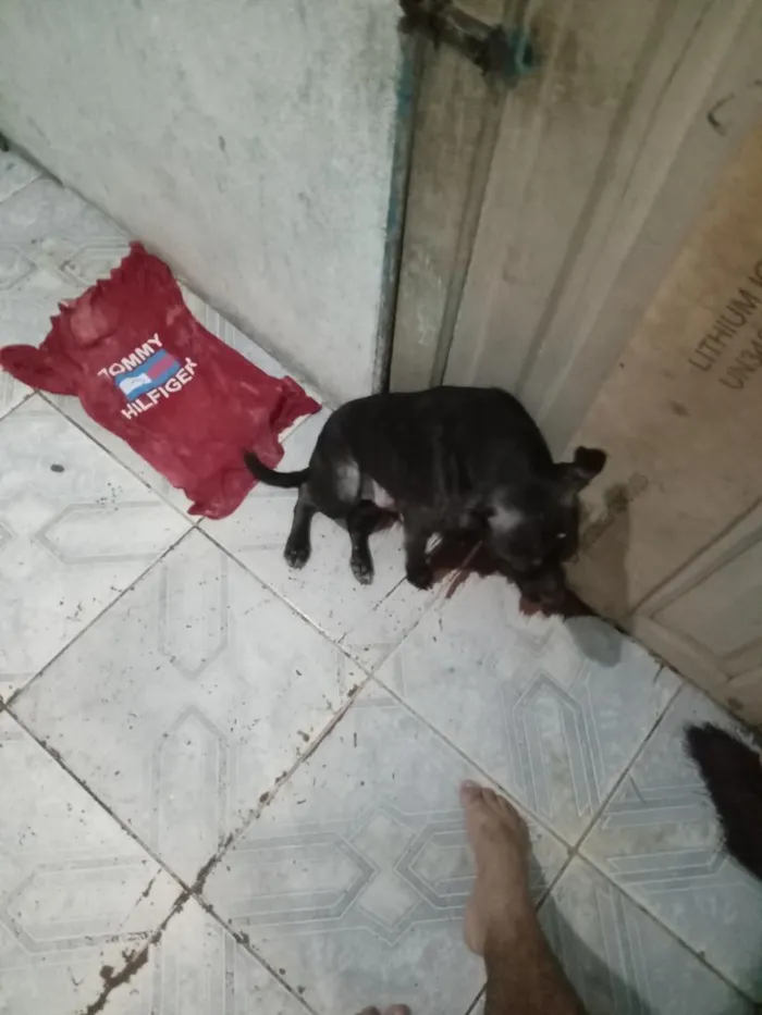 Cachorro raça SRD-ViraLata idade 2 a 6 meses nome panck