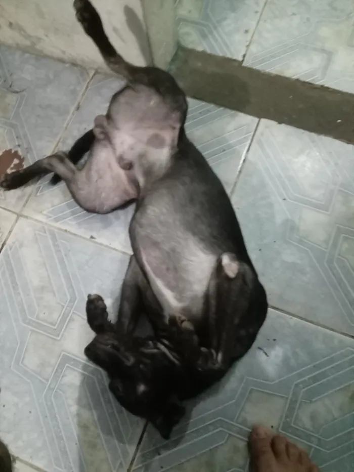 Cachorro raça SRD-ViraLata idade 2 a 6 meses nome panck