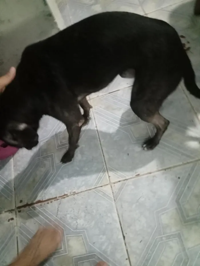 Cachorro raça SRD-ViraLata idade 2 a 6 meses nome panck