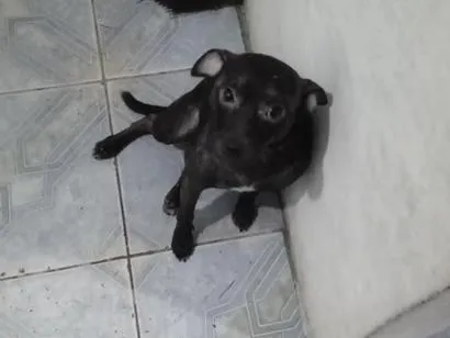 Cachorro raça SRD-ViraLata idade 2 a 6 meses nome panck