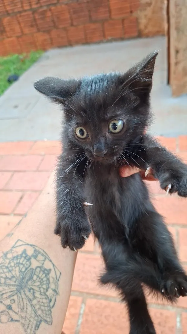 Gato raça SRD-ViraLata idade Abaixo de 2 meses nome sem nome