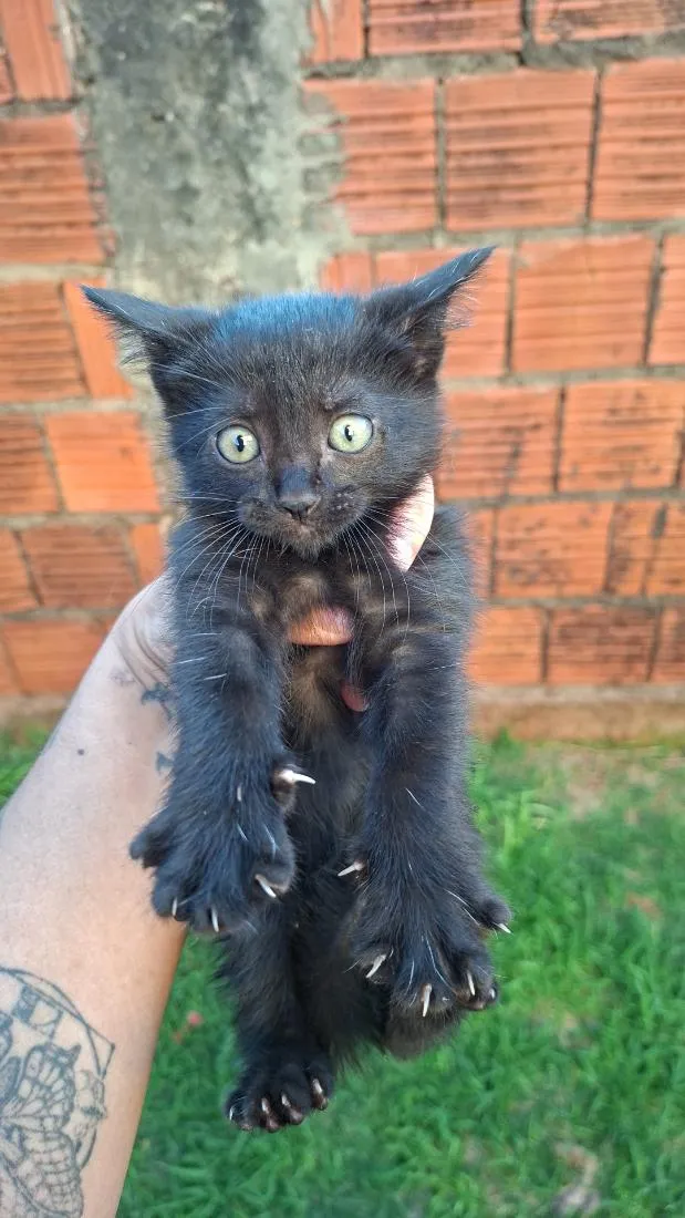 Gato raça SRD-ViraLata idade Abaixo de 2 meses nome sem nome