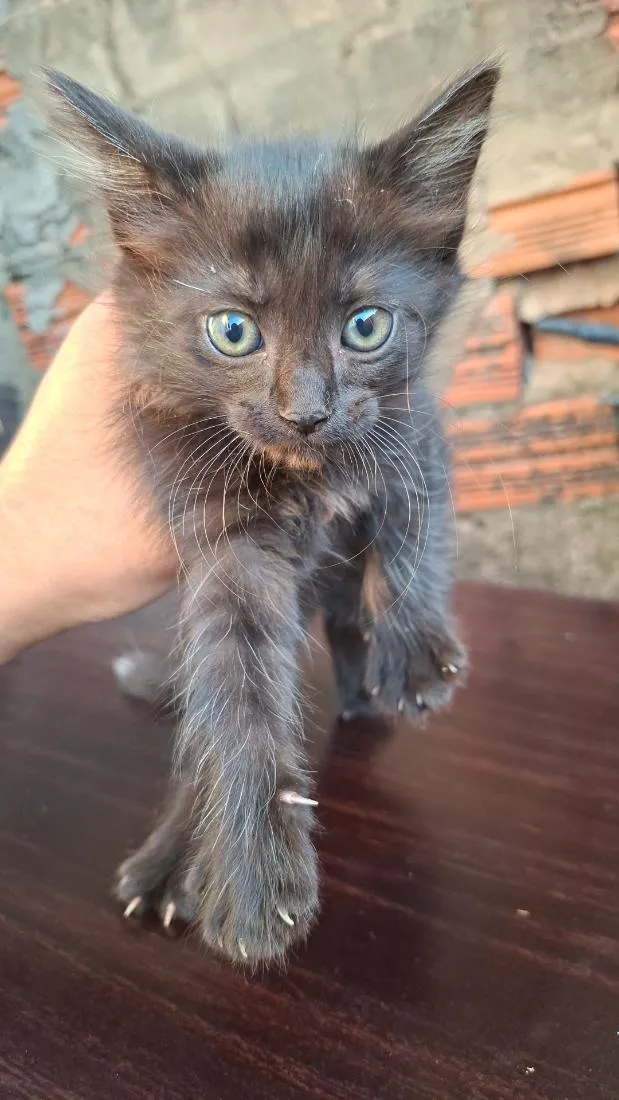 Gato raça SRD-ViraLata idade Abaixo de 2 meses nome sem nome