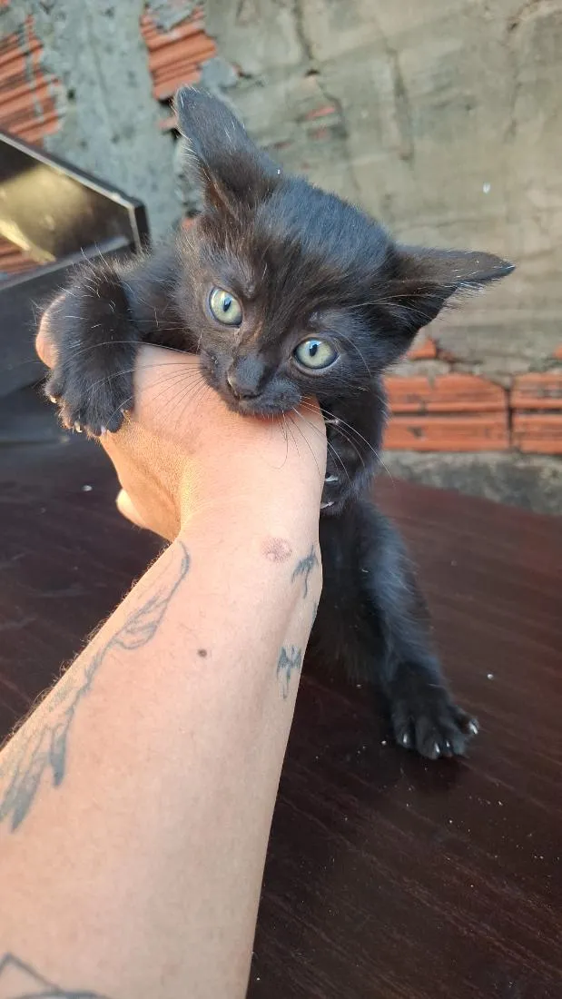 Gato raça SRD-ViraLata idade Abaixo de 2 meses nome sem nome