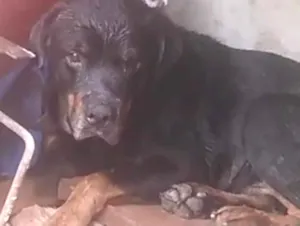 Cachorro raça Rottweiler idade 4 anos nome Bruce 