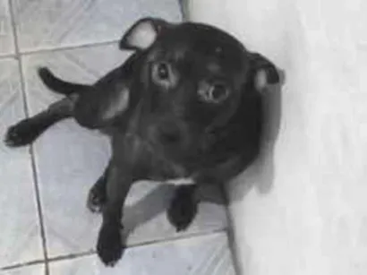 Cachorro raça SRD-ViraLata idade 2 a 6 meses nome panck