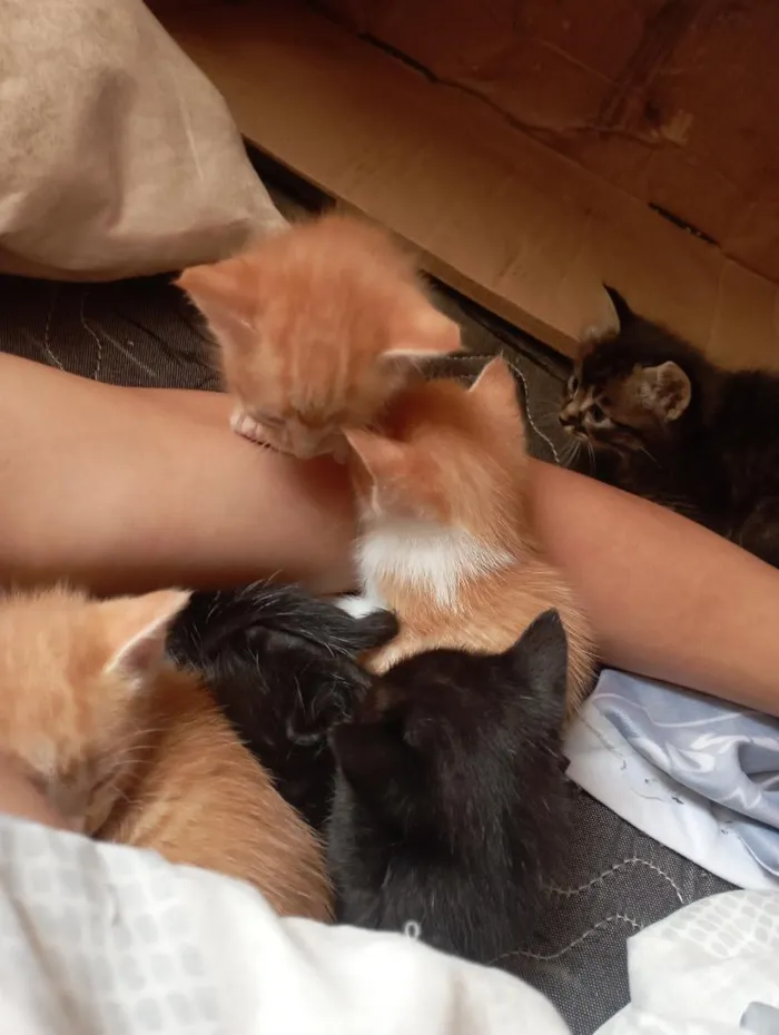 Gato raça SRD-ViraLata idade 2 a 6 meses nome não tem nome