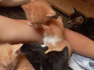Gato raça SRD-ViraLata idade 2 a 6 meses nome não tem nome