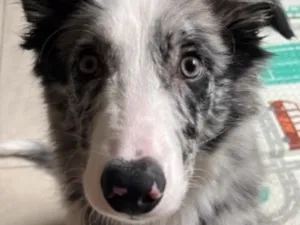 Cachorro raça SRD-ViraLata idade 1 ano nome Agostinho