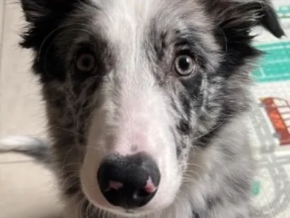 Cachorro raça SRD-ViraLata idade 1 ano nome Agostinho