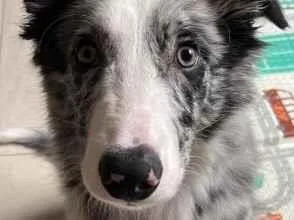 Cachorro raça SRD-ViraLata idade 1 ano nome Agostinho