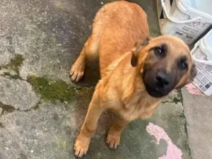 Cachorro raça Pastor Alemão idade 2 a 6 meses nome Filhote